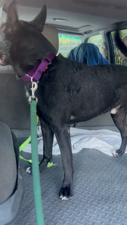 Enlarge Archer, a Adoptable German Shepherd Dog in Fort Lauderdale, FL video 9/9