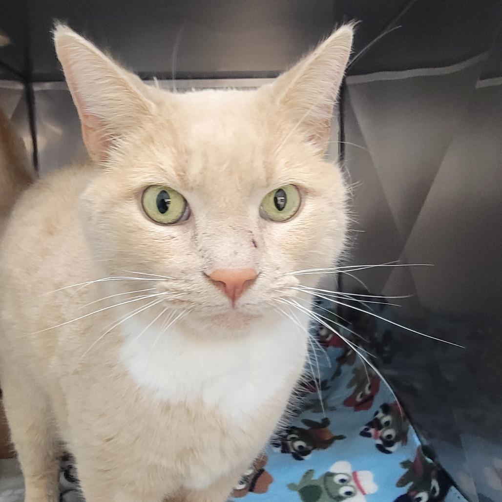 Enlarge Saffron, a Adoptable Domestic Short Hair in Troy, VA image 2/6