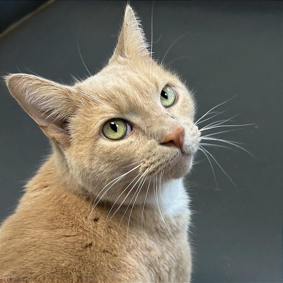Enlarge Saffron, a Adoptable Domestic Short Hair in Troy, VA image 5/6