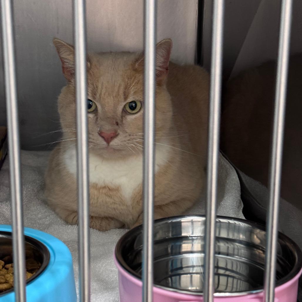 Enlarge Saffron, a Adoptable Domestic Short Hair in Troy, VA image 6/6