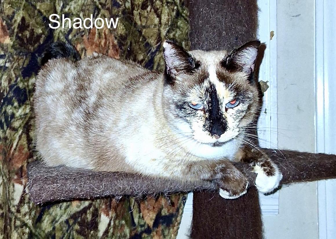 Enlarge Shadow(LW), a Adoptable Siamese in Simpsonville, SC image 2/2