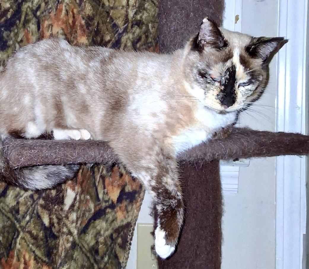 Enlarge Shadow(LW), a Adoptable Siamese in Simpsonville, SC image 1/2