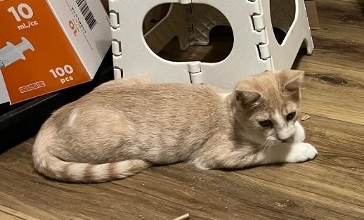 Enlarge Rustling Autumn Flame, a Adoptable mixed breed in Ogden, UT image 1/4