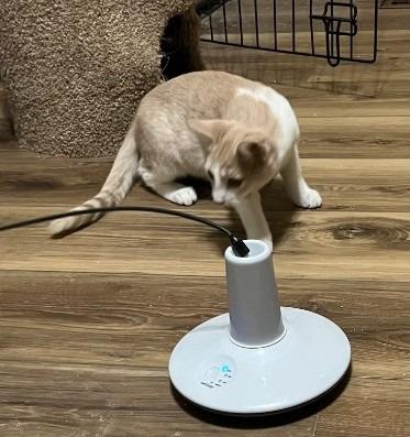 Enlarge Rustling Autumn Flame, a Adoptable mixed breed in Ogden, UT image 2/4