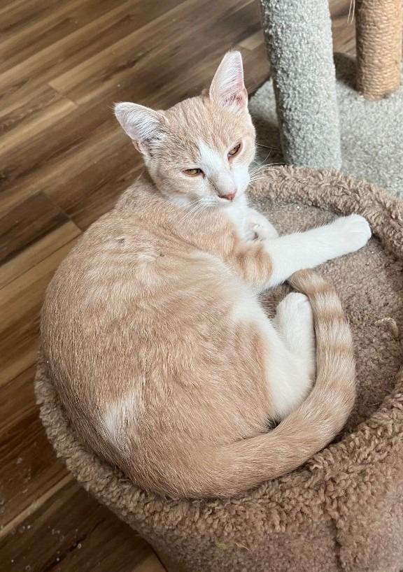 Enlarge Rustling Autumn Flame, a Adoptable mixed breed in Ogden, UT image 4/4