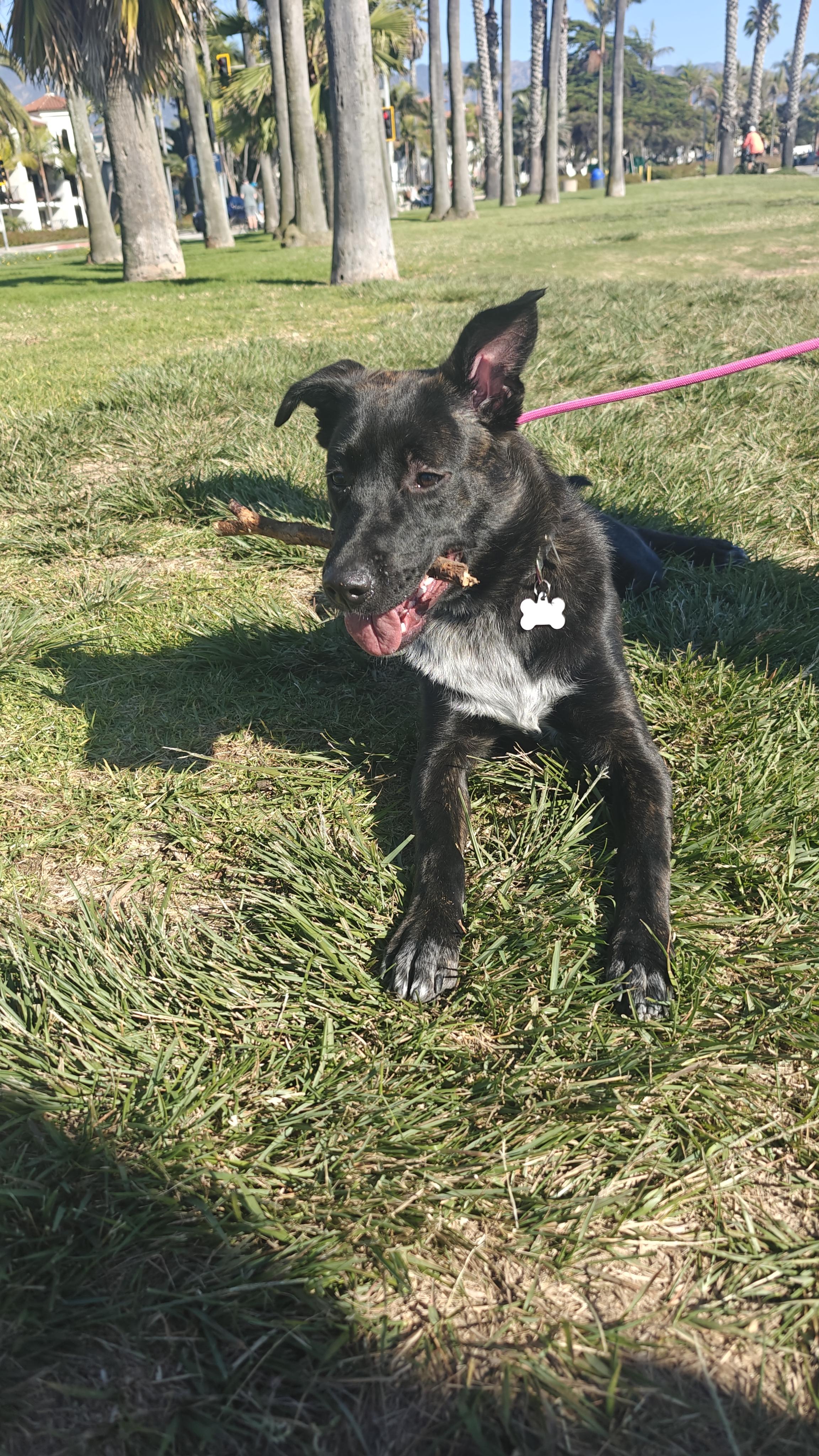 Enlarge Star, a Adoptable mixed breed in Spokane, WA image 5/6