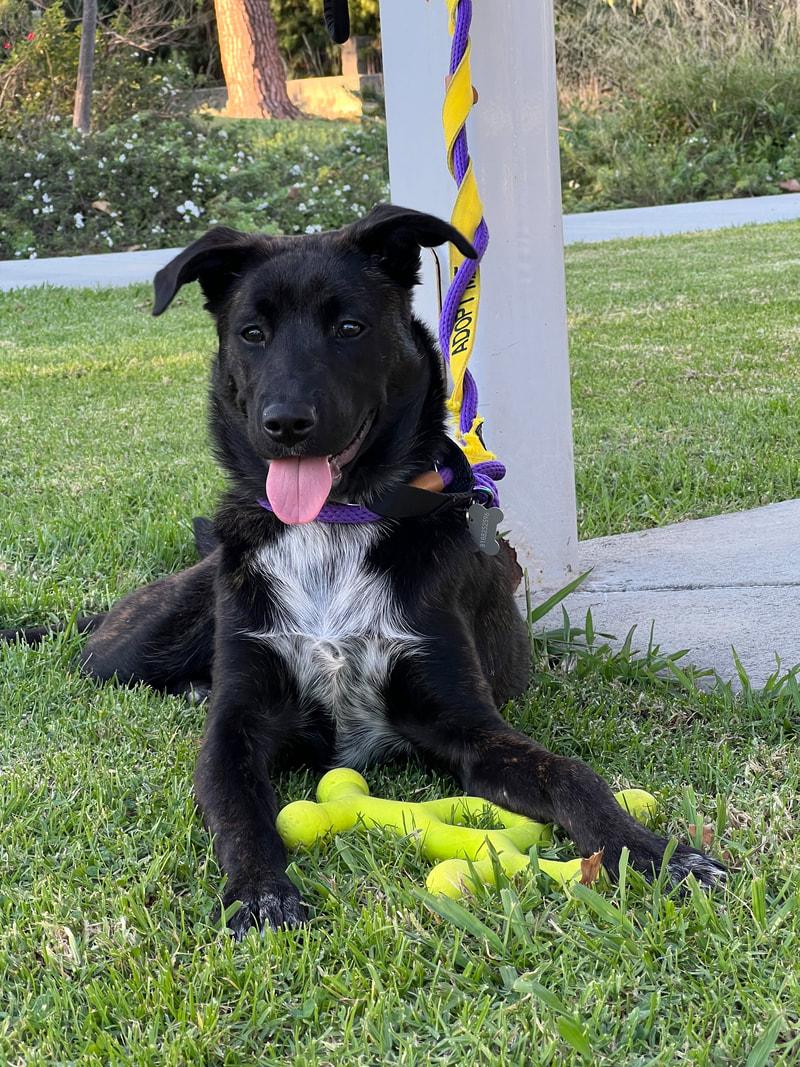 Enlarge Star, a Adoptable mixed breed in Spokane, WA image 4/6