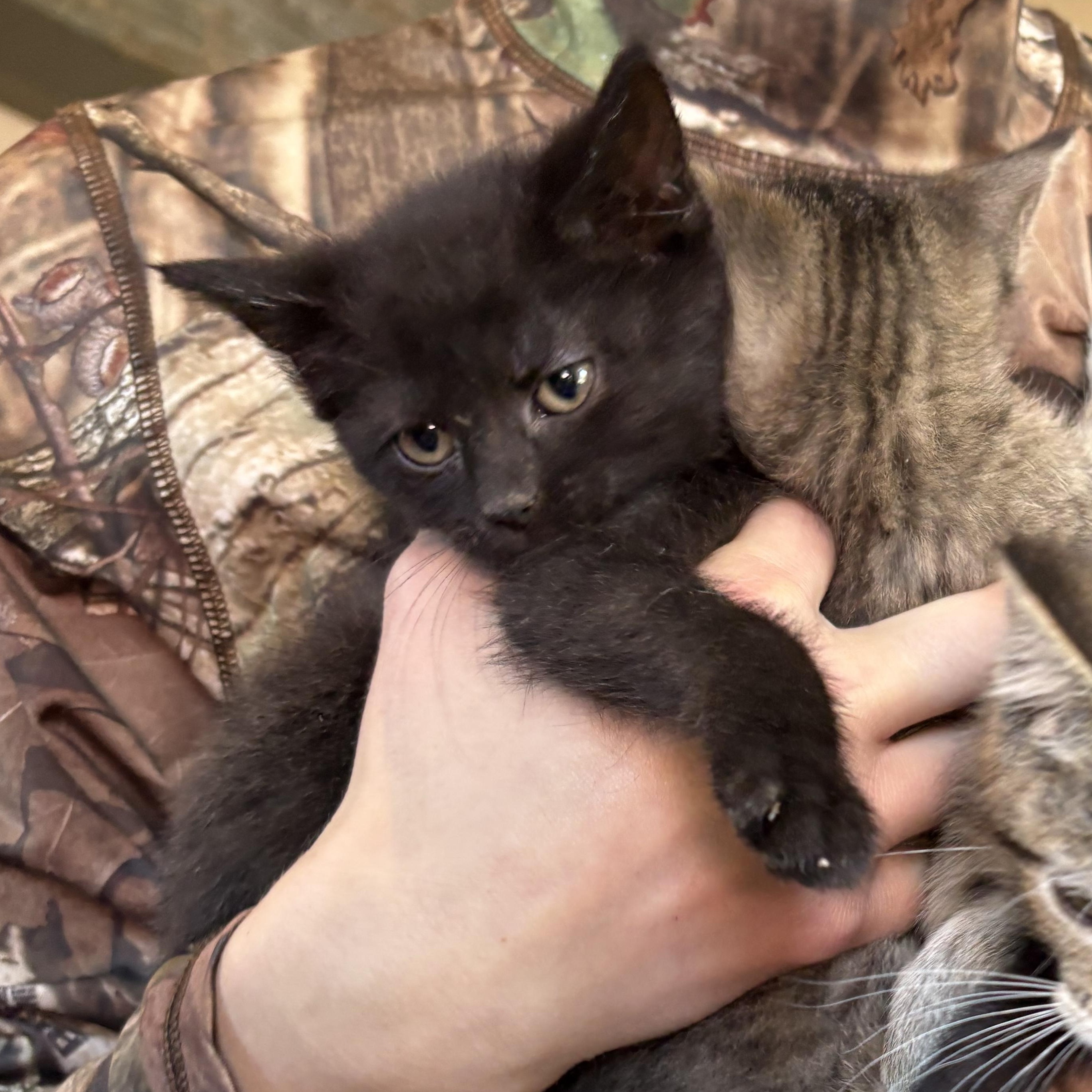 Enlarge Terence, a ADOPTABLE American Shorthair in Colcord, OK image 5/6