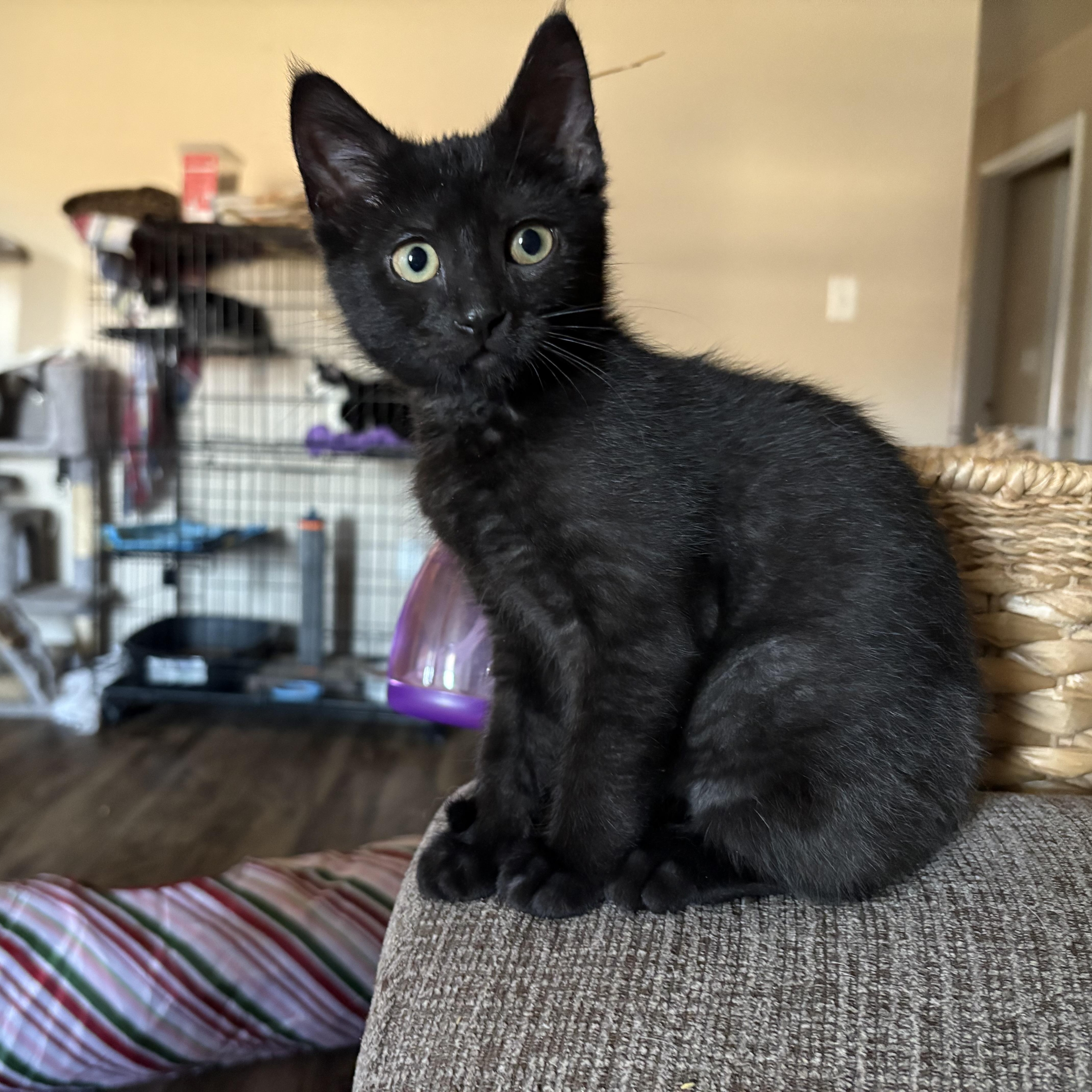 Enlarge Terence, a ADOPTABLE American Shorthair in Colcord, OK image 1/6