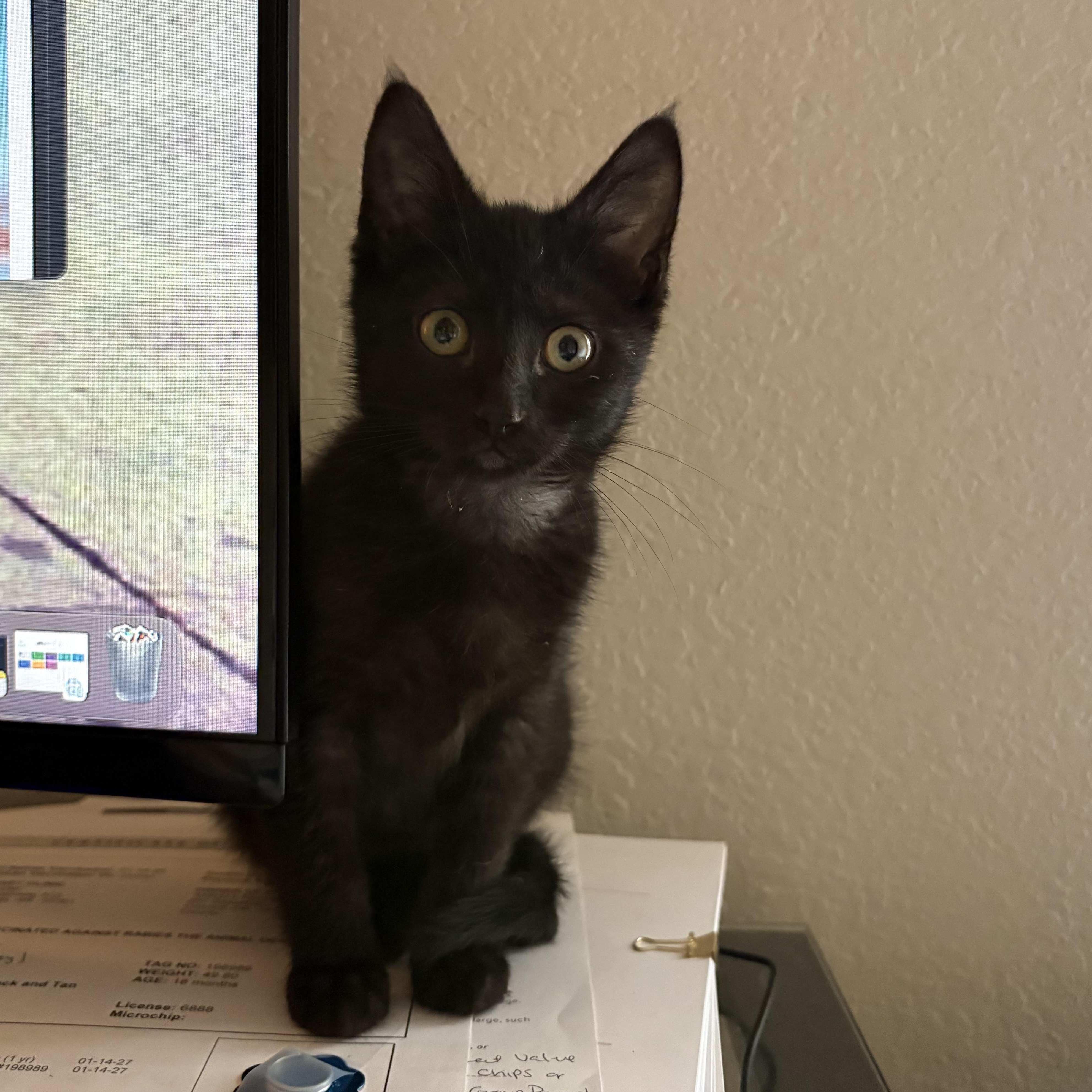 Enlarge Terence, a ADOPTABLE American Shorthair in Colcord, OK image 2/6