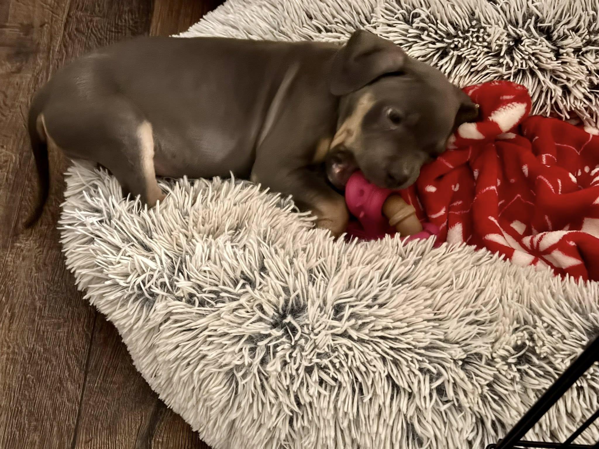 Lucy, an adopted mixed breed in Greenwich, NY image 2/4