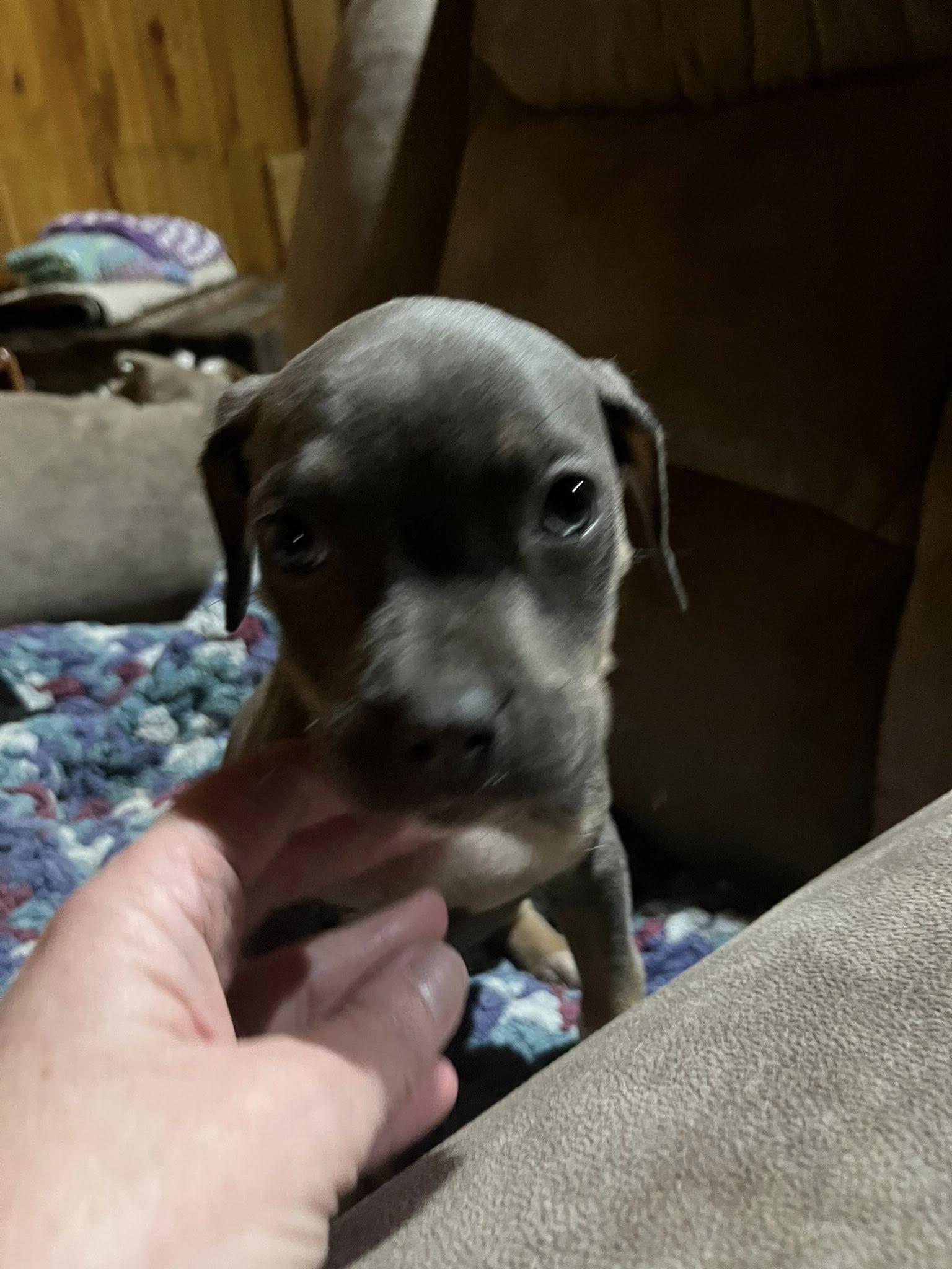 Lucy, an adopted mixed breed in Greenwich, NY image 3/4