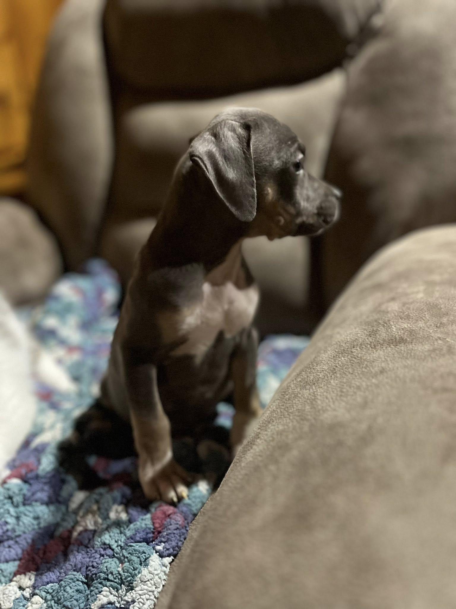 Lucy, adopted, Puppy Female Mixed Breed.