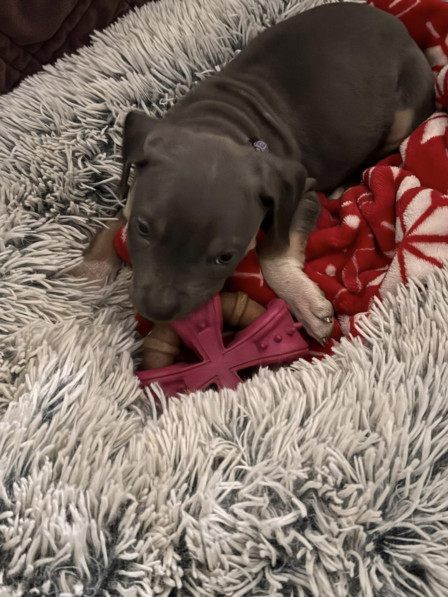 Lucy, an adopted mixed breed in Greenwich, NY image 4/4