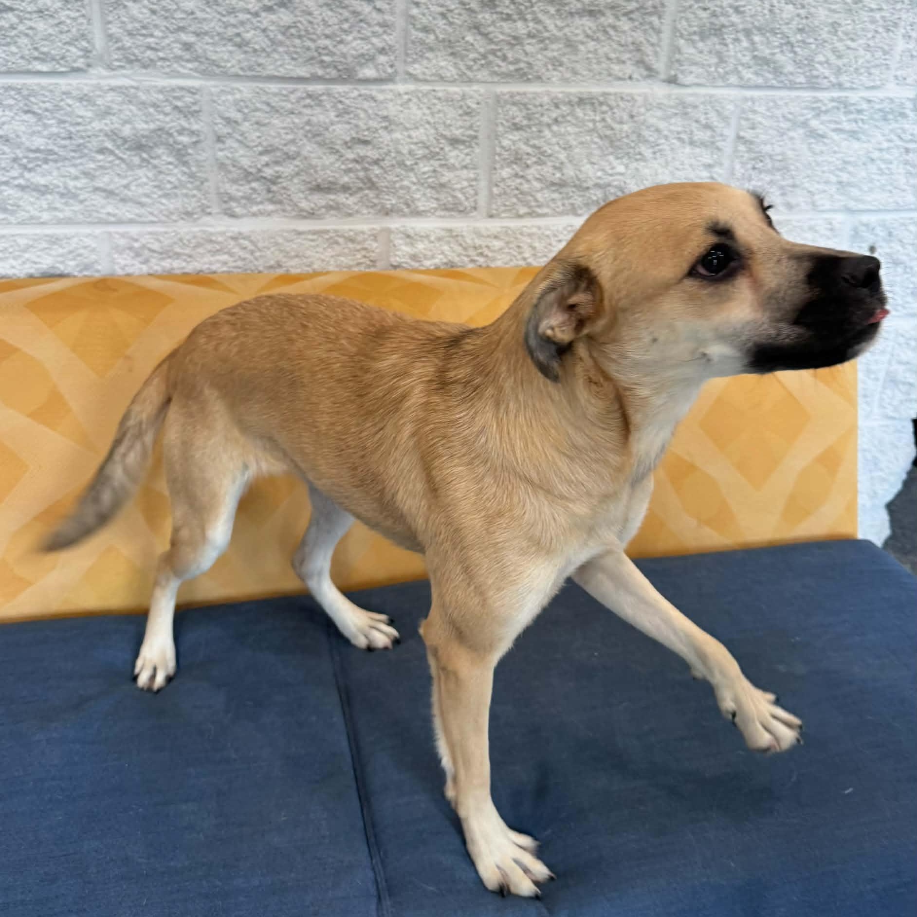 Dolly, an adoptable mixed breed in Danbury, CT image 3/5