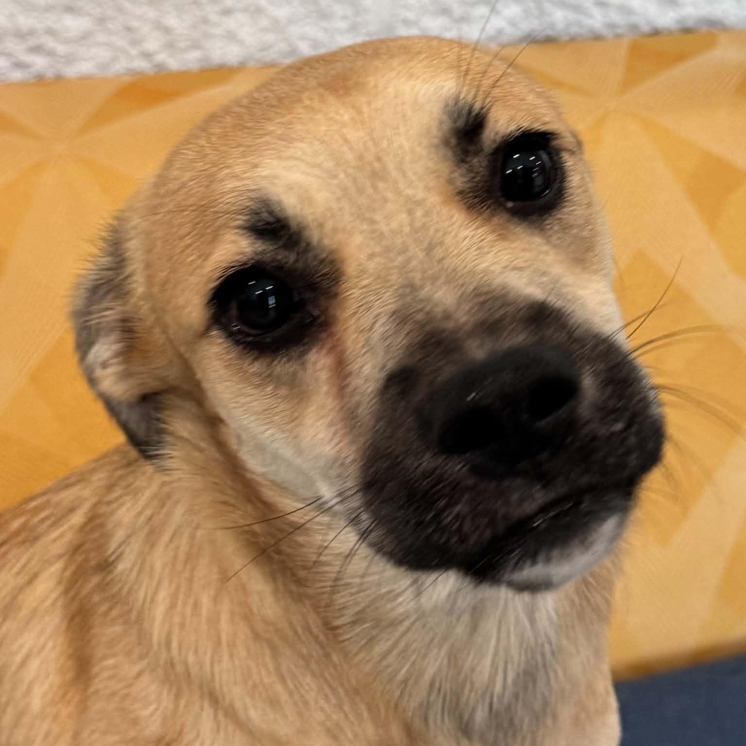Dolly, an adoptable mixed breed in Danbury, CT image 2/5
