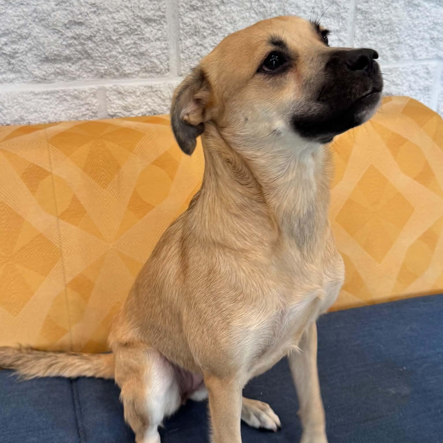 Dolly, adoptable, Young Female Shepherd.