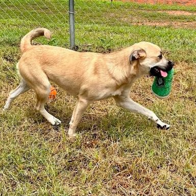 Dolly, an adoptable mixed breed in Danbury, CT image 5/5