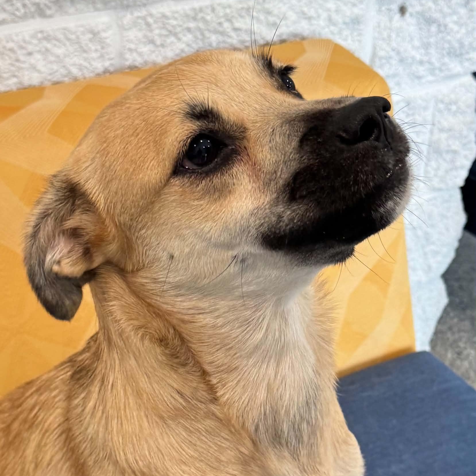 Dolly, an adoptable mixed breed in Danbury, CT image 4/5