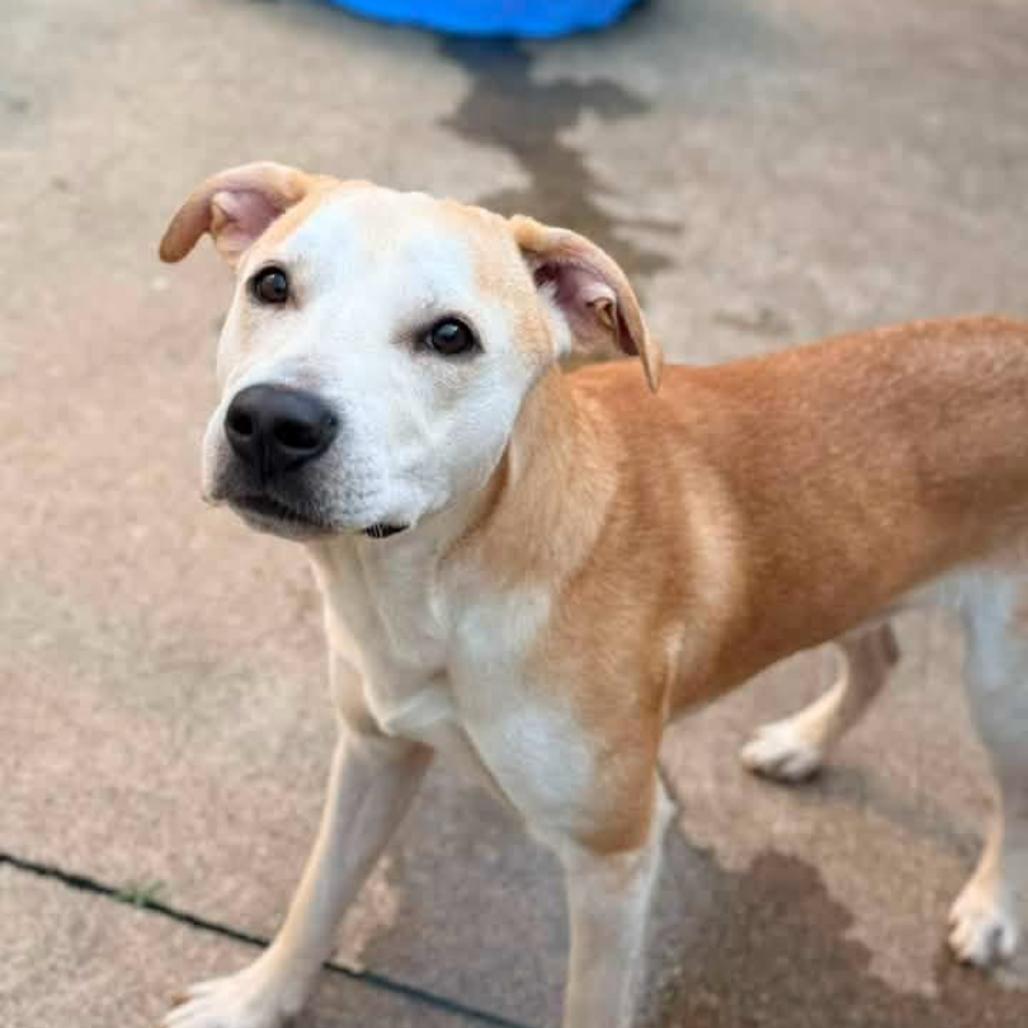 Enlarge Pete, a Adoptable Mixed Breed in Hinsdale, IL image 1/6