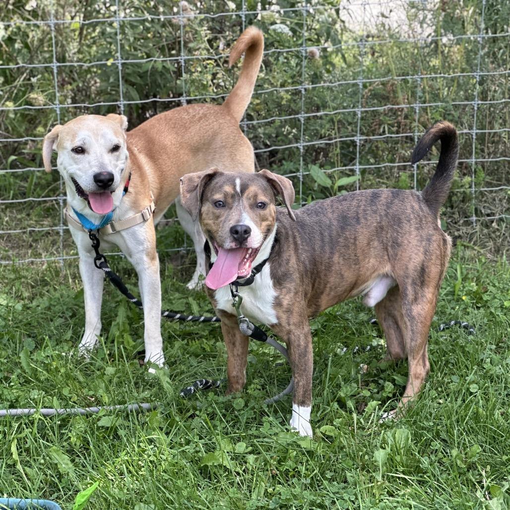 Enlarge Pete, a Adoptable Mixed Breed in Hinsdale, IL image 2/6
