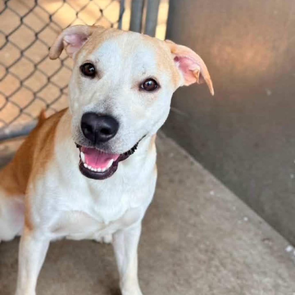 Enlarge Pete, a Adoptable Mixed Breed in Hinsdale, IL image 3/6