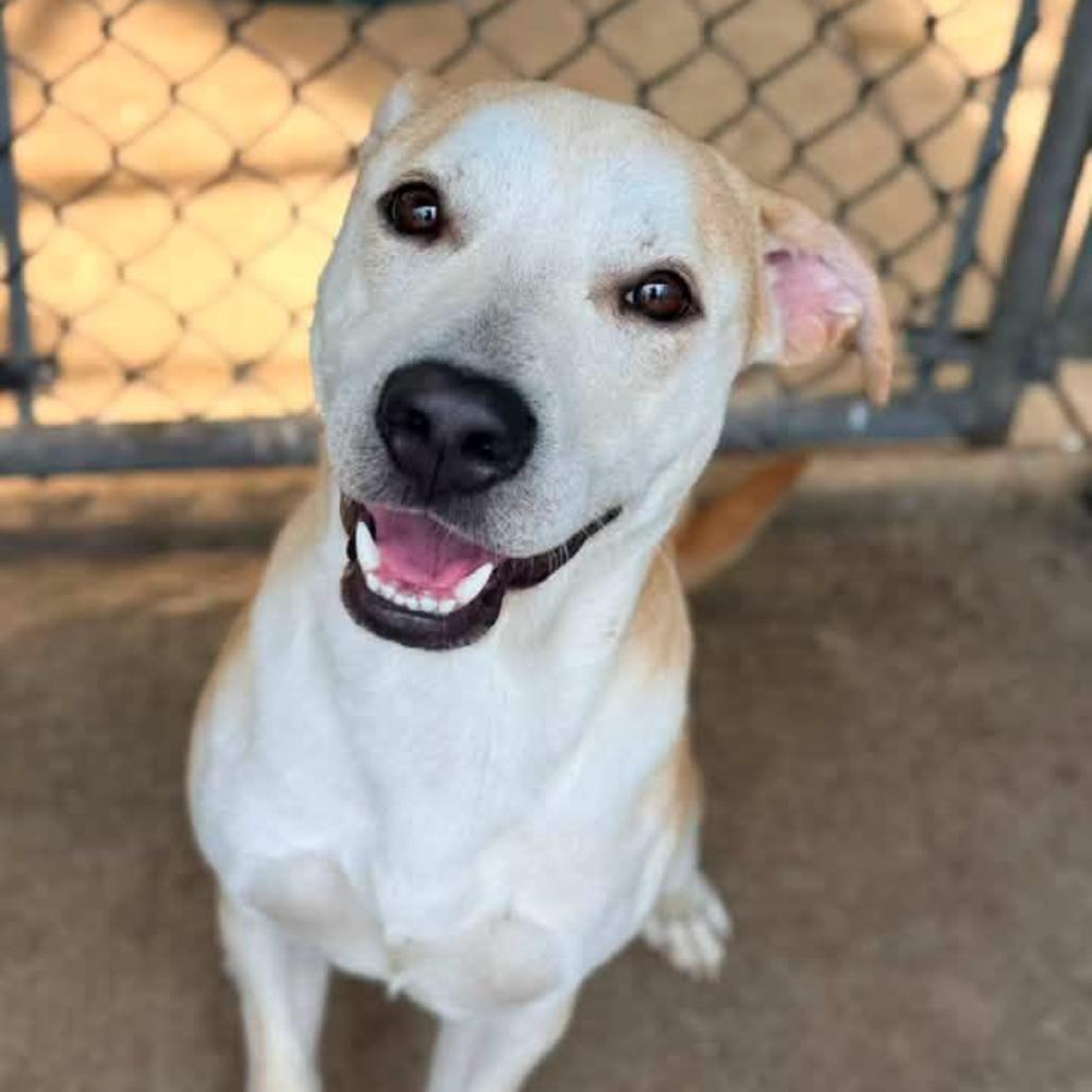 Enlarge Pete, a Adoptable Mixed Breed in Hinsdale, IL image 4/6