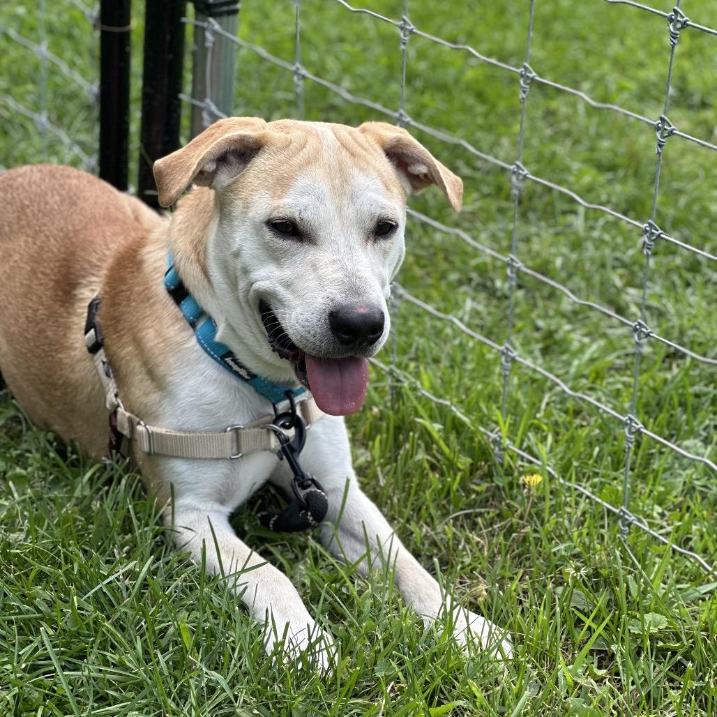 Enlarge Pete, a Adoptable Mixed Breed in Hinsdale, IL image 5/6