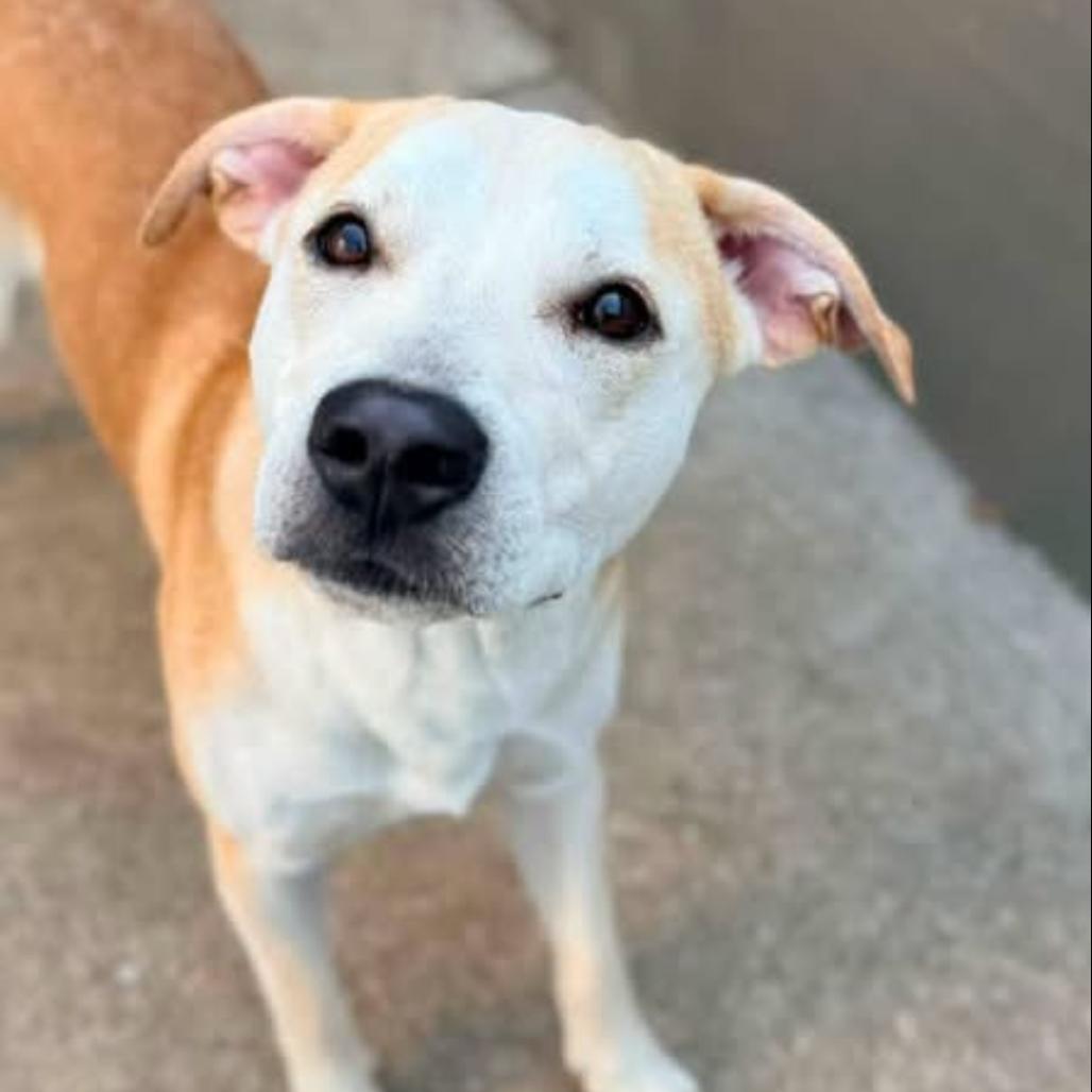 Enlarge Pete, a Adoptable Mixed Breed in Hinsdale, IL image 6/6
