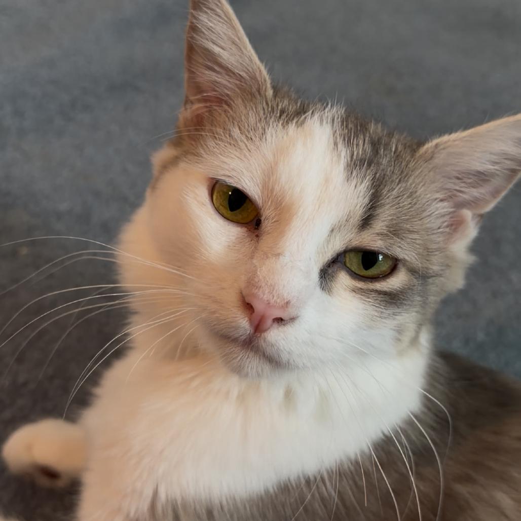 Penelope, Adoptable, Young Female Domestic Medium Hair.