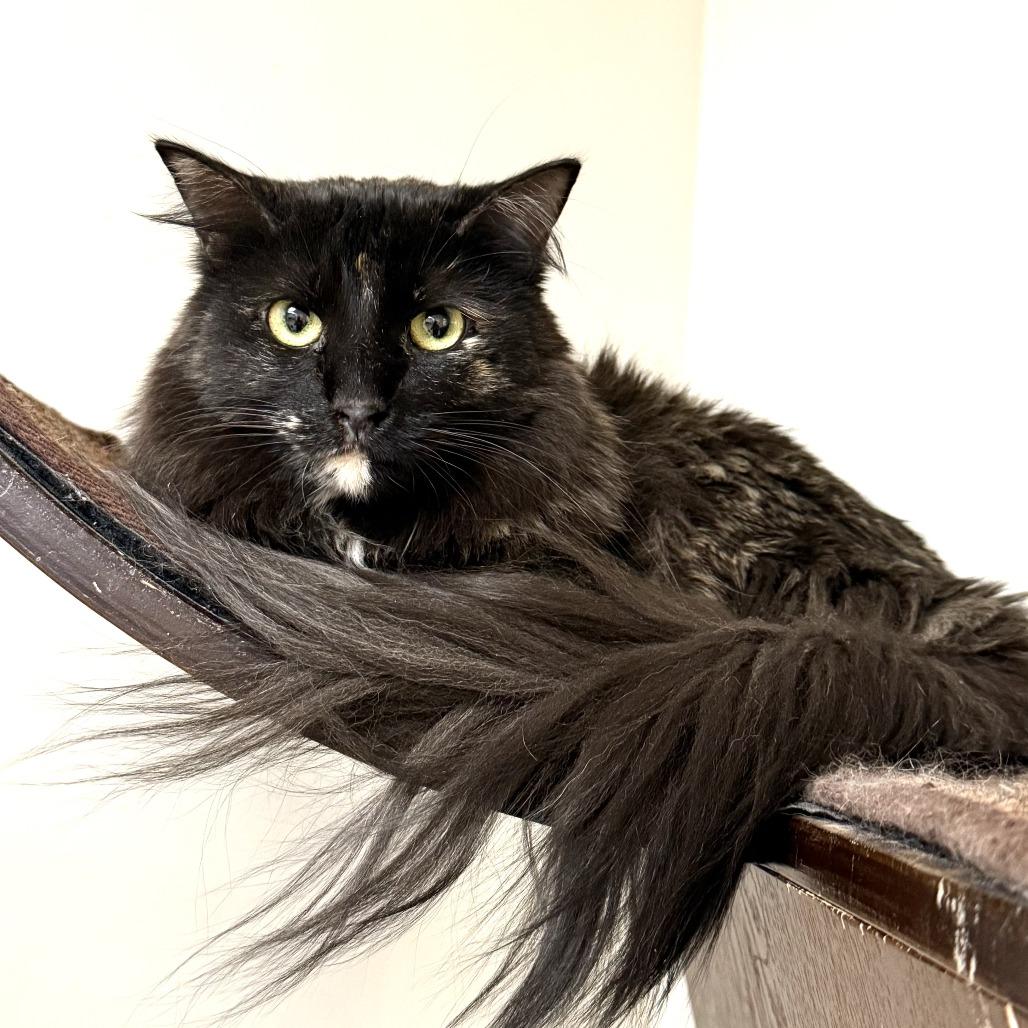 Marceline, Adoptable, Adult Female Domestic Medium Hair.