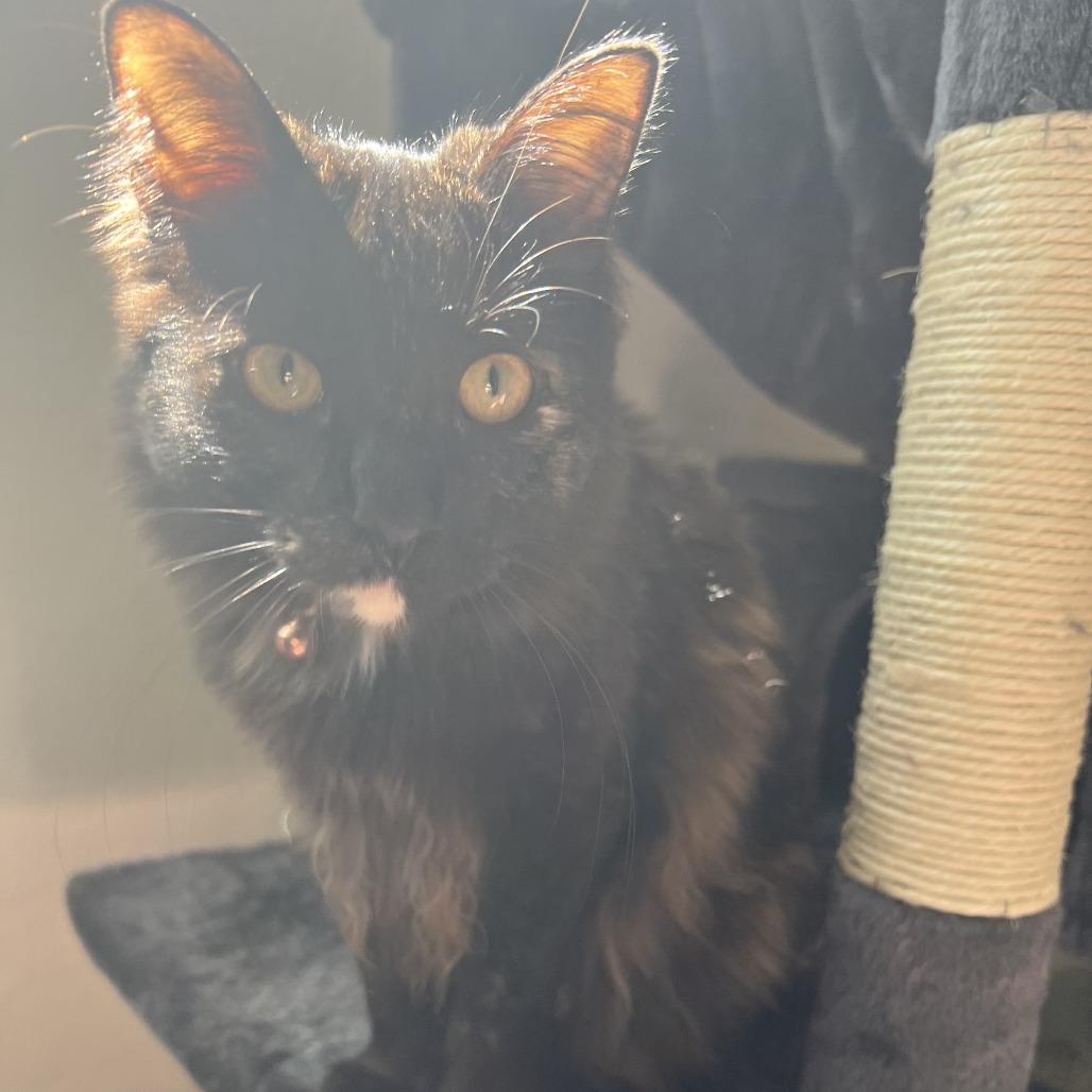 Enlarge Marceline, a Adoptable Domestic Medium Hair in Las Vegas, NV image 2/2
