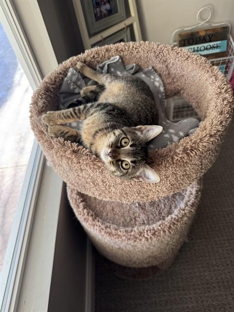 POPPY, Adoptable, Kitten Female Domestic Short Hair.