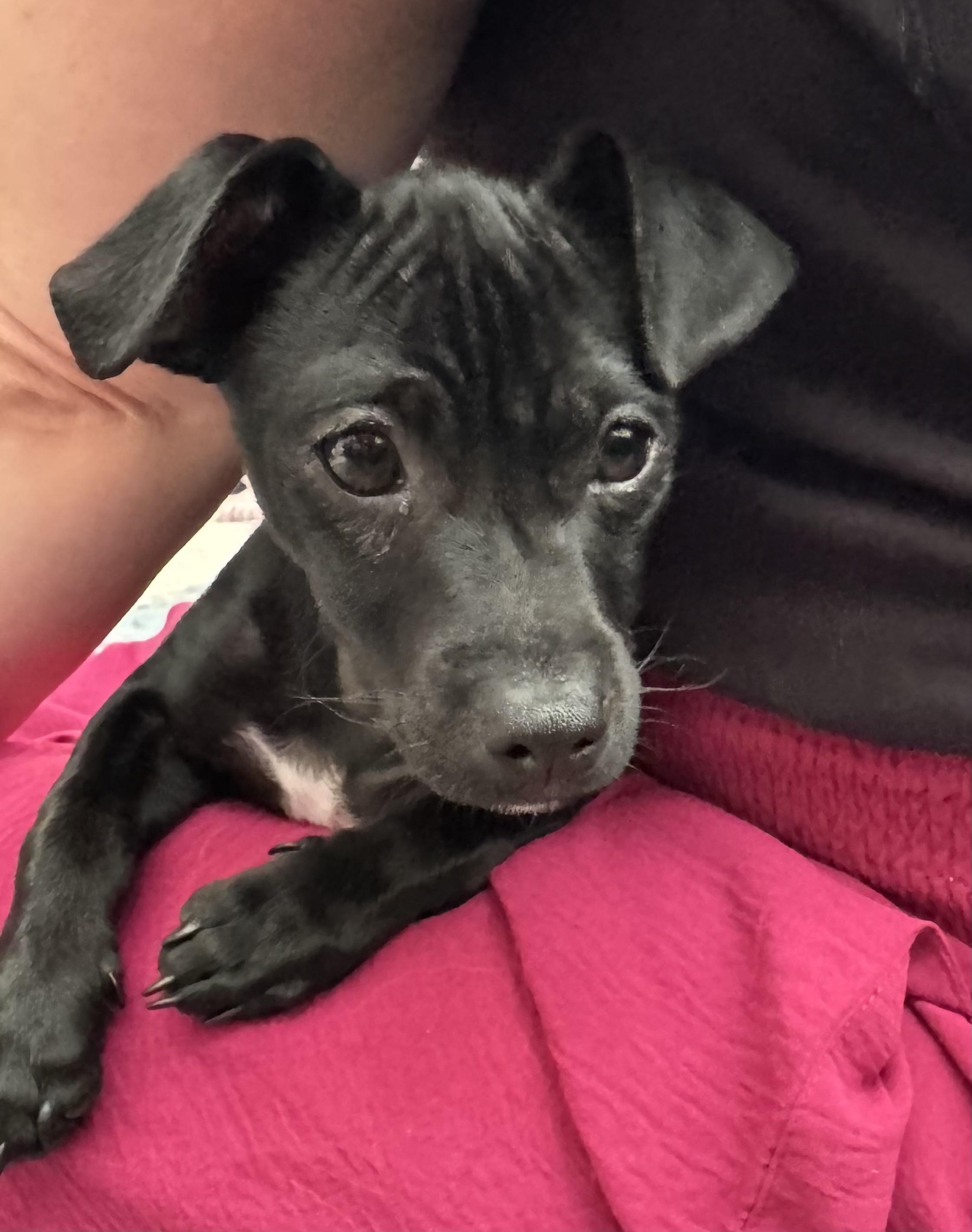 Enlarge Magneto, a ADOPTABLE mixed breed in Redwood City, CA image 2/6