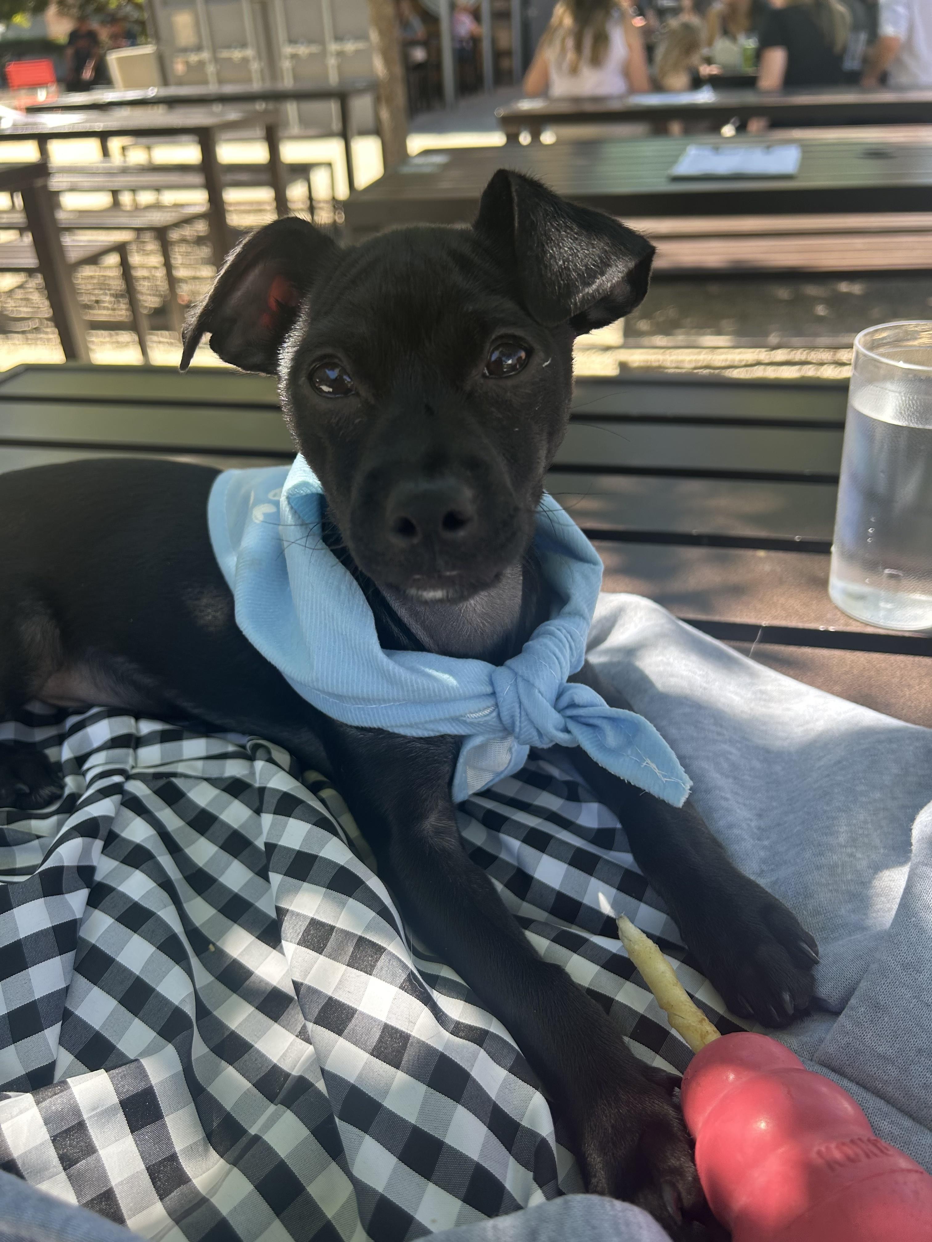Enlarge Magneto, a ADOPTABLE mixed breed in Redwood City, CA image 6/6