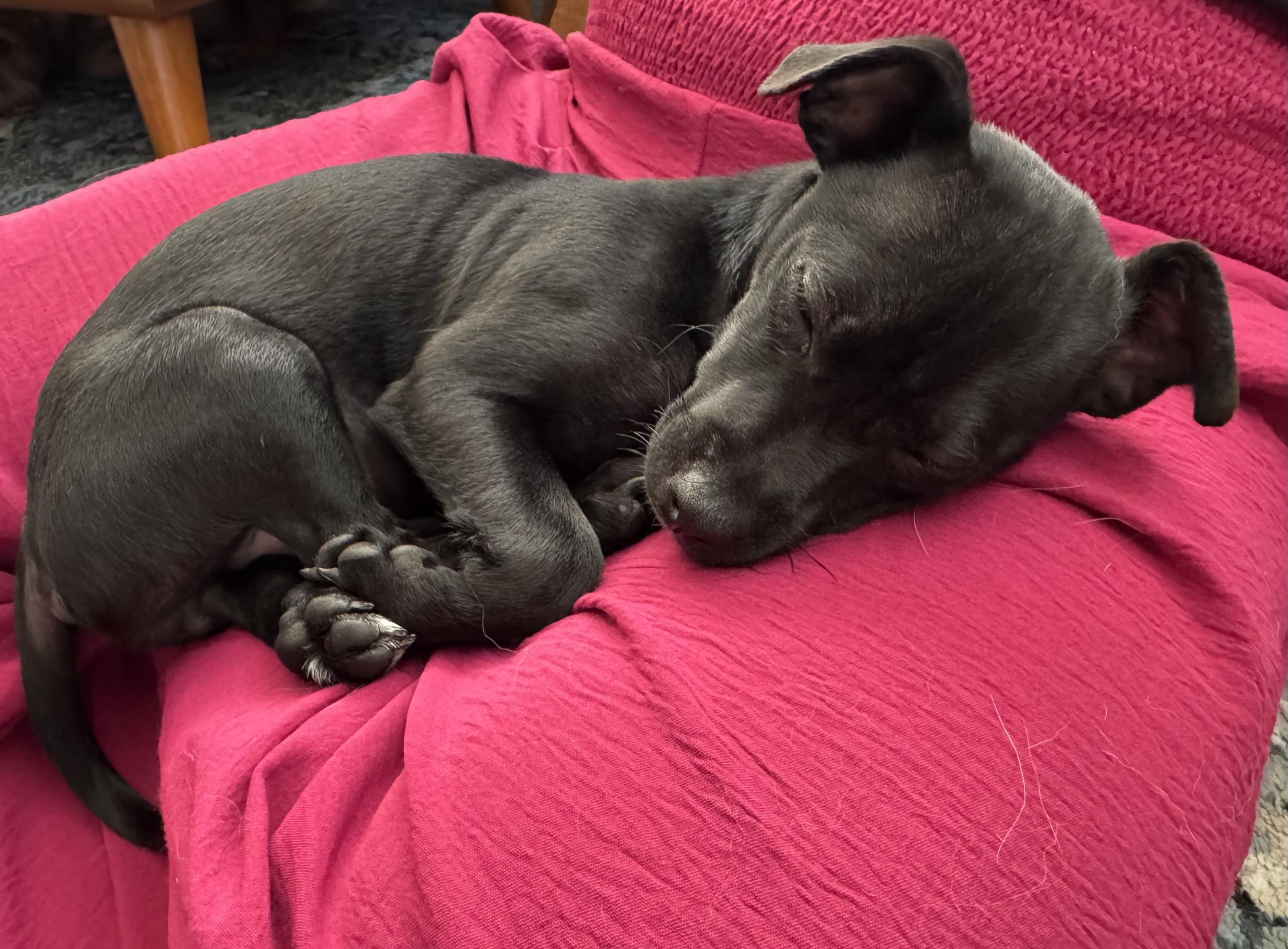 Enlarge Magneto, a ADOPTABLE mixed breed in Redwood City, CA image 5/6