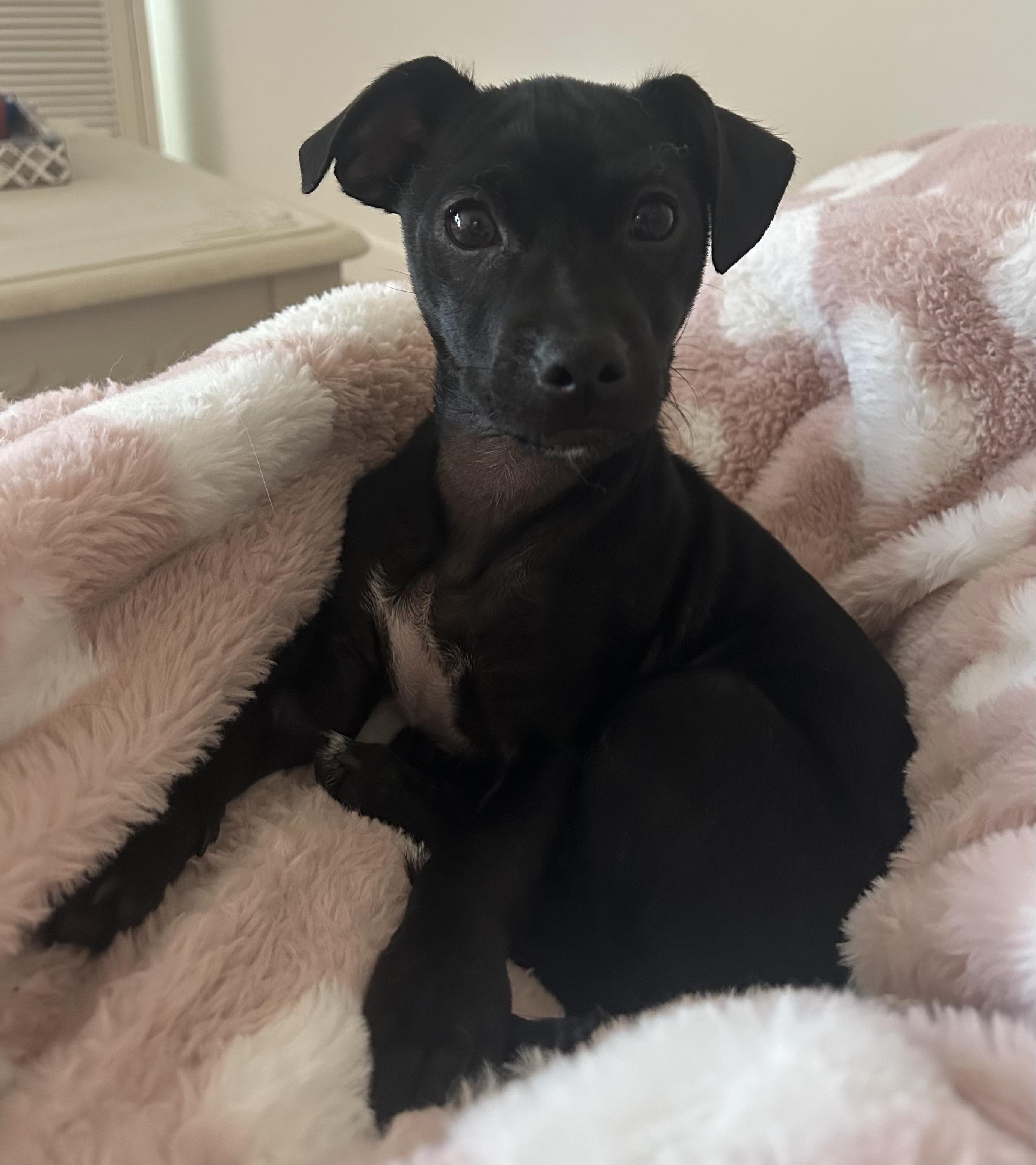 Enlarge Magneto, a ADOPTABLE mixed breed in Redwood City, CA image 4/6