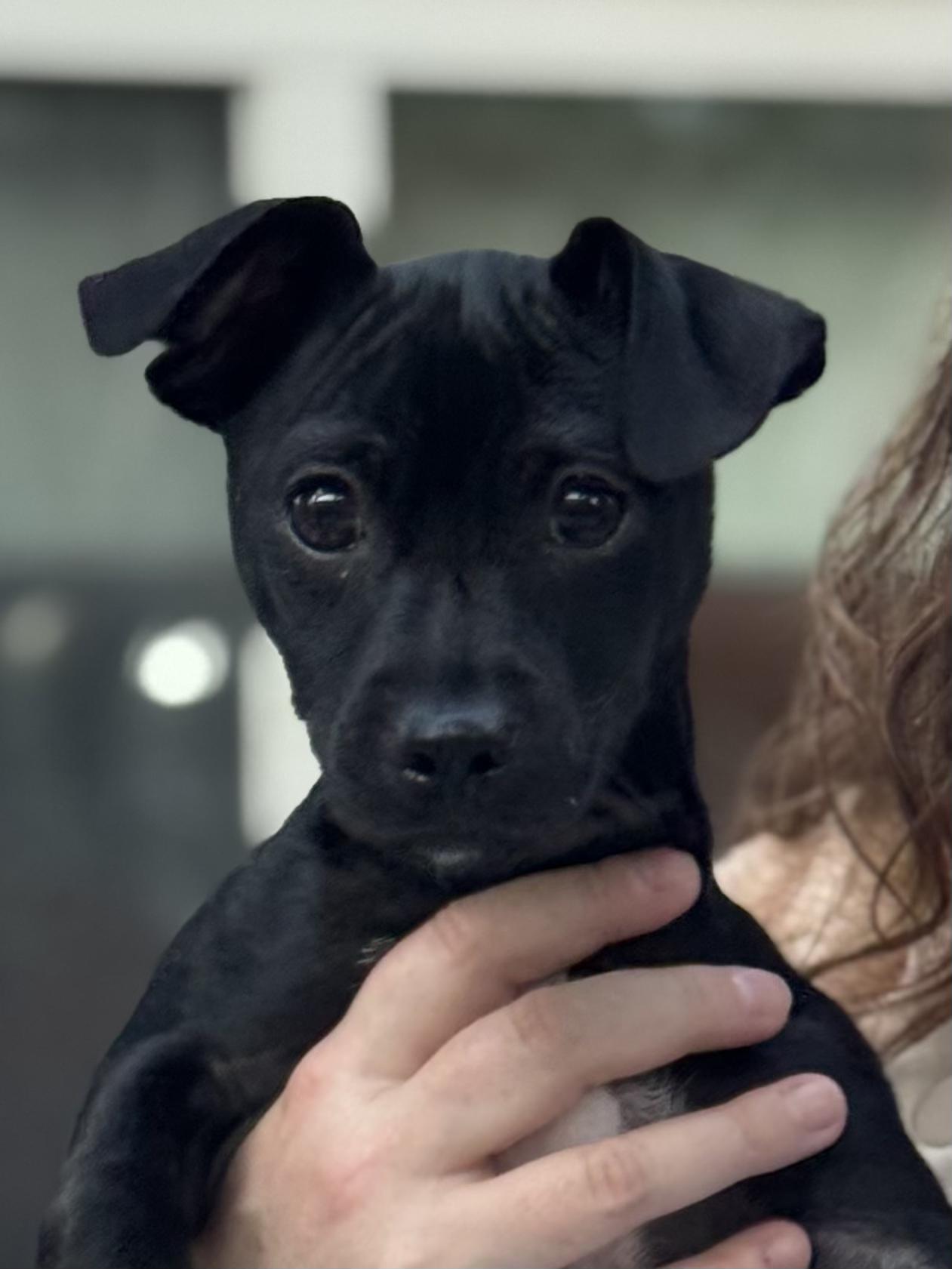 Magneto, ADOPTABLE, Puppy Male Terrier.