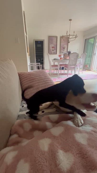 Enlarge Magneto, a ADOPTABLE mixed breed in Redwood City, CA video 3/6