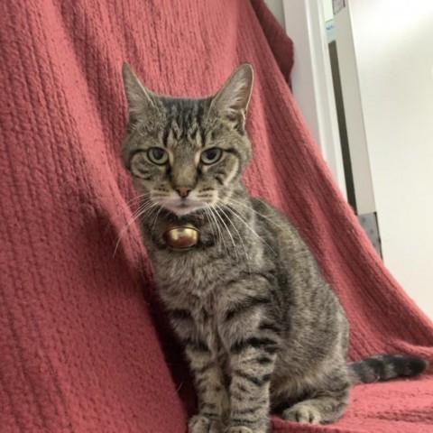 Pooter, Adoptable, Adult Female Domestic Short Hair.