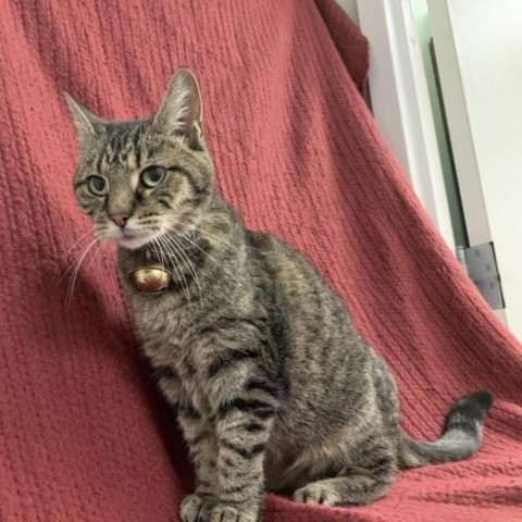 Enlarge Pooter, a Adoptable Domestic Short Hair in Lyndhurst, VA image 2/4