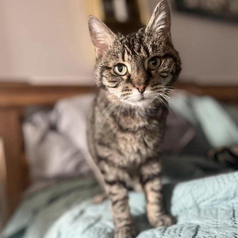 Enlarge Pooter, a Adoptable Domestic Short Hair in Lyndhurst, VA image 3/4