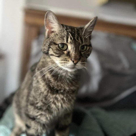 Enlarge Pooter, a Adoptable Domestic Short Hair in Lyndhurst, VA image 4/4