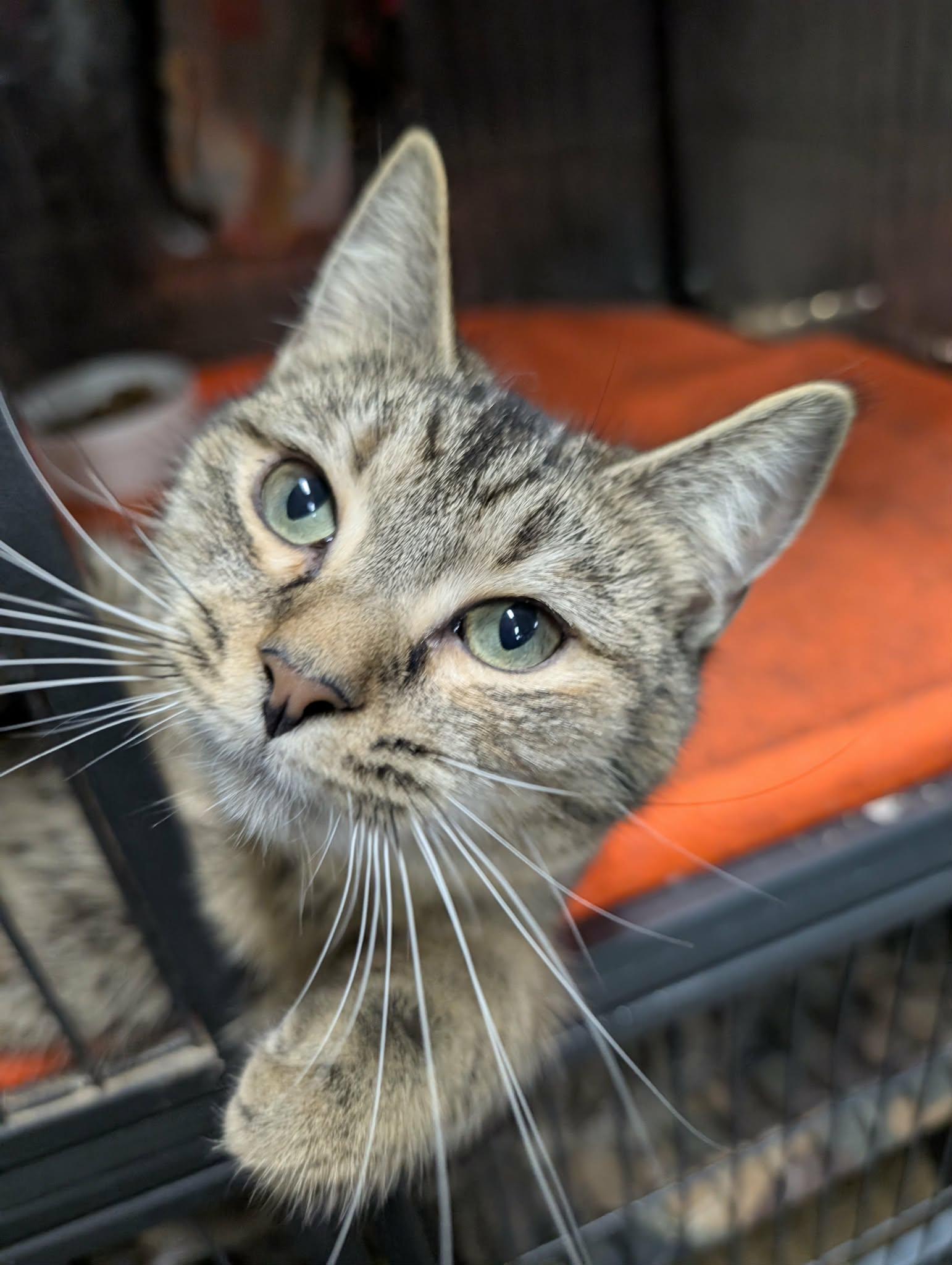 Enlarge TOFFEE, an adopted Domestic Short Hair in Tillsonburg, ON image 2/6