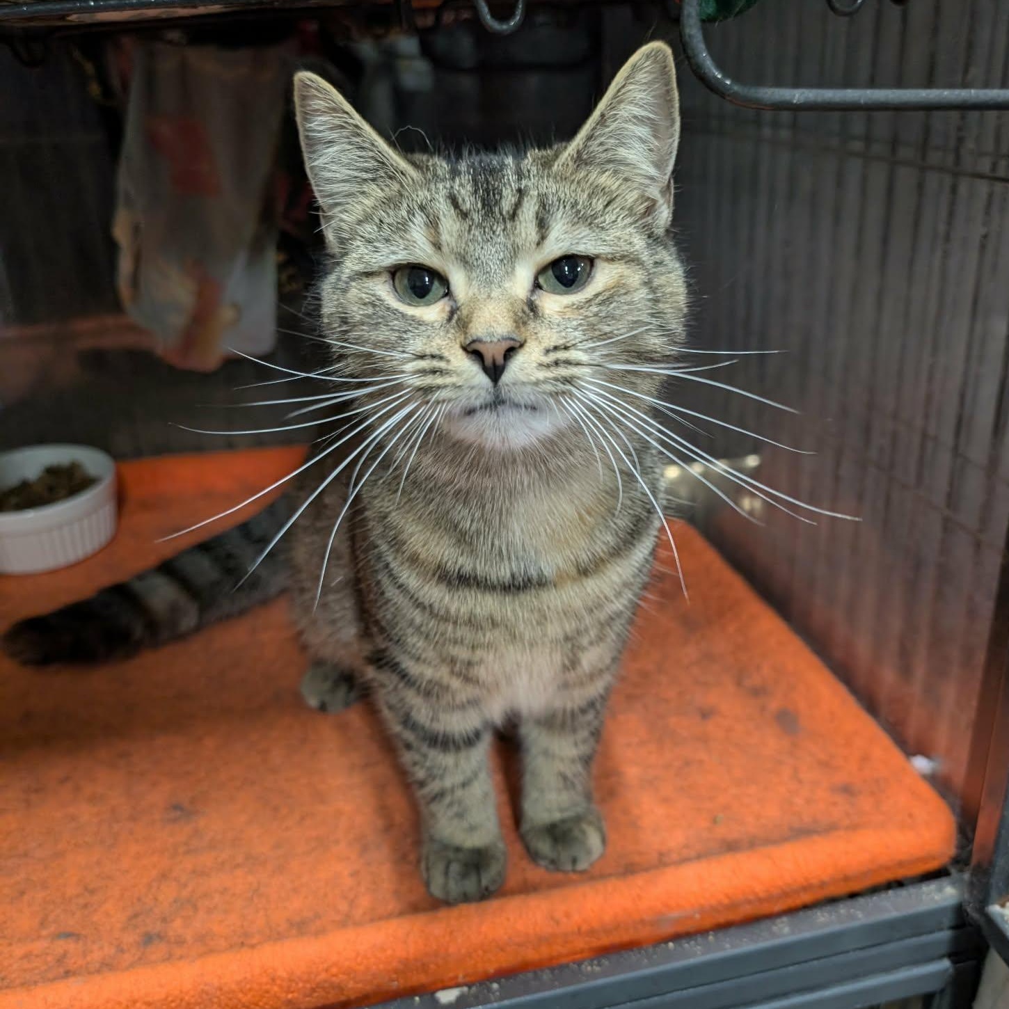 Enlarge TOFFEE, an adopted Domestic Short Hair in Tillsonburg, ON image 3/6