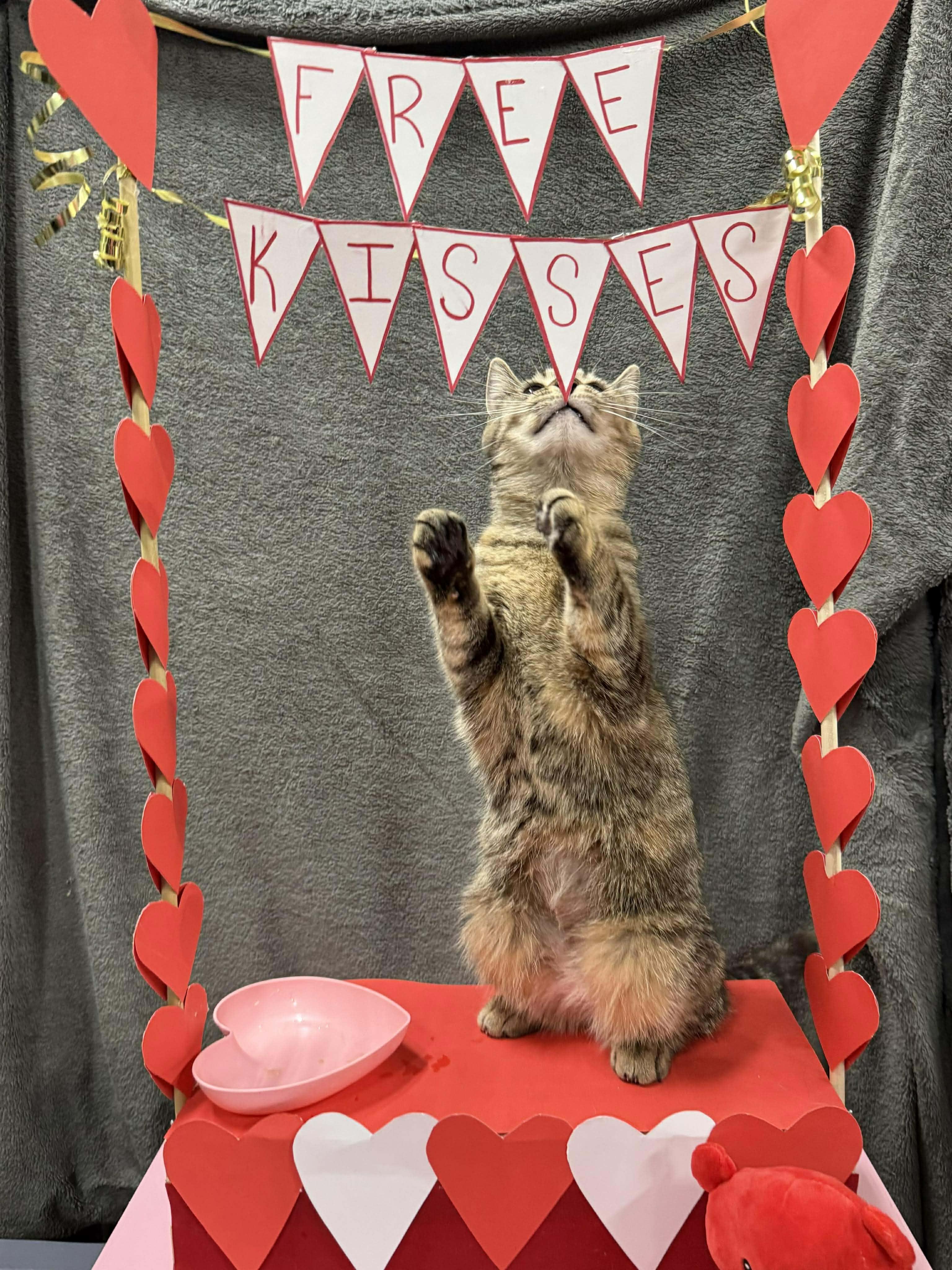 Enlarge TOFFEE, an adopted Domestic Short Hair in Tillsonburg, ON image 5/6