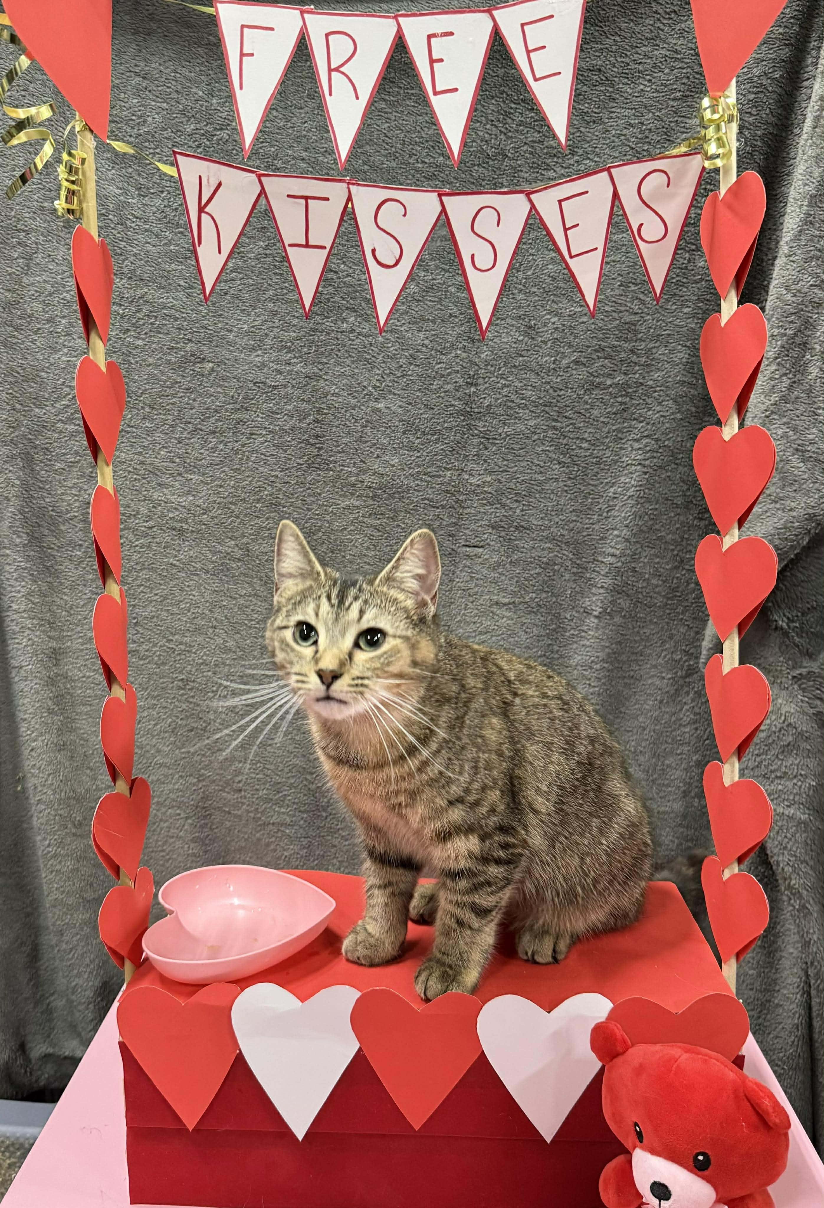 Enlarge TOFFEE, an adopted Domestic Short Hair in Tillsonburg, ON image 4/6