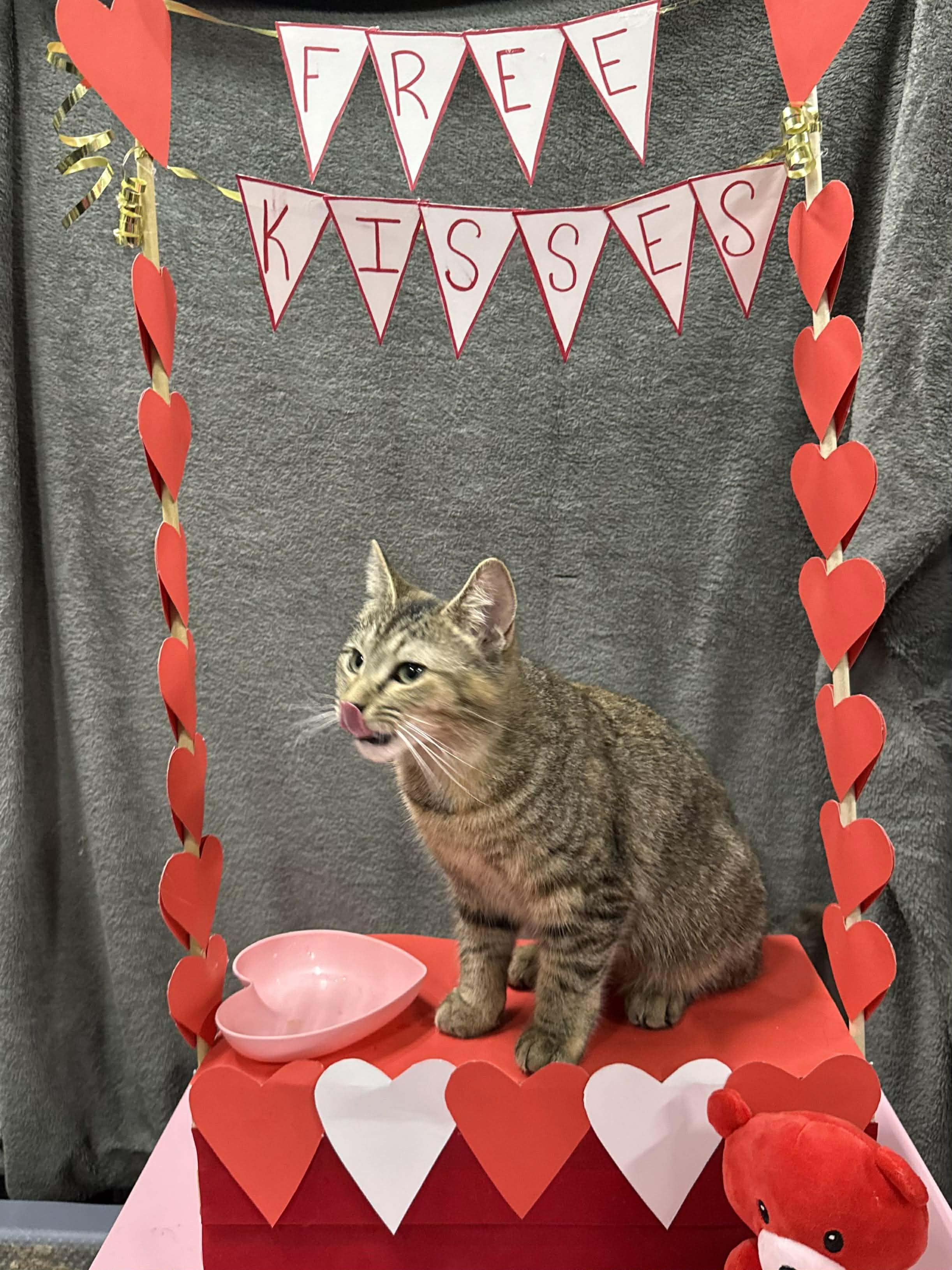 Enlarge TOFFEE, an adopted Domestic Short Hair in Tillsonburg, ON image 6/6