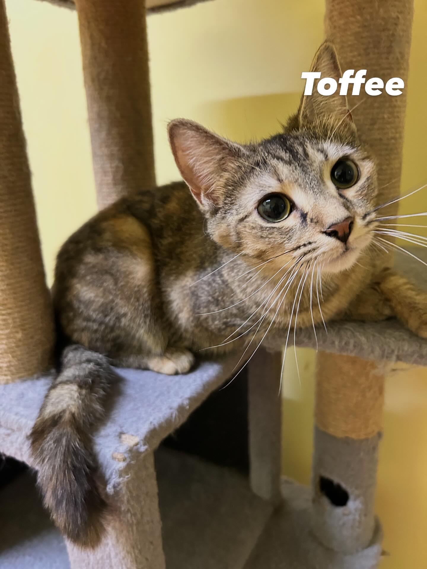 Enlarge TOFFEE, an adopted Domestic Short Hair in Tillsonburg, ON image 1/6