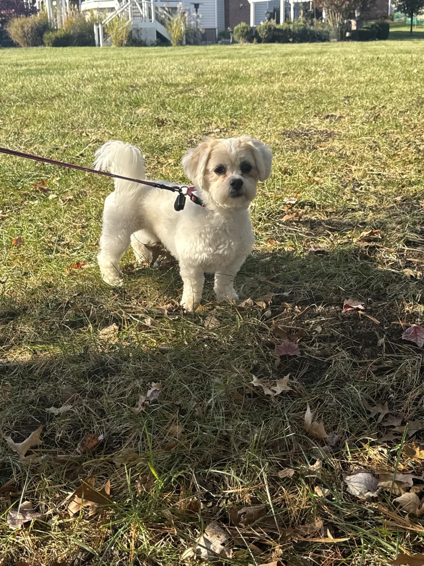 Enlarge Ariana and Xena, a Adoptable Maltese in Leesburg, VA image 1/6